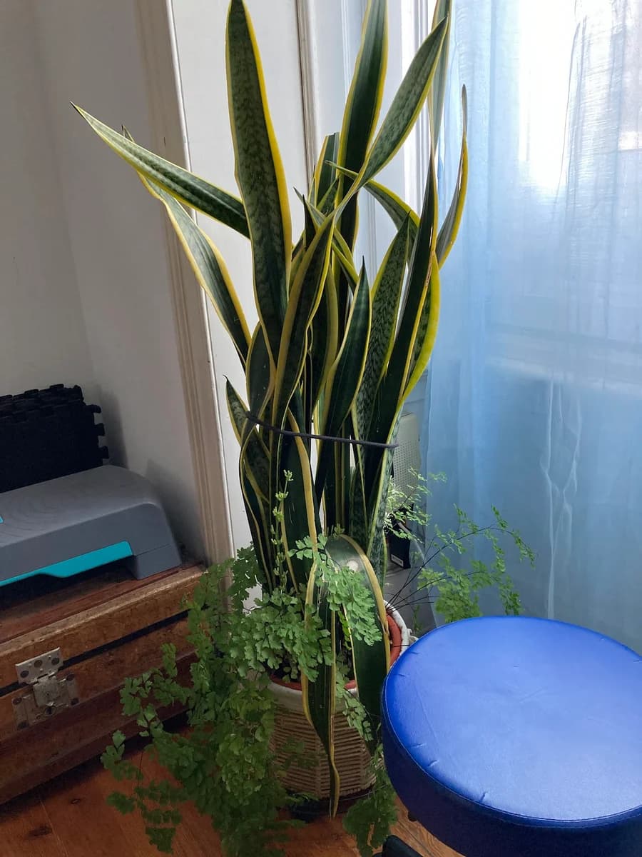 Odete Cruz Osteopata — Osteopaths em Lisbon — 3